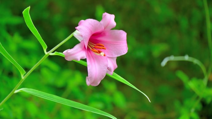 行縢山のササユリ_高嶺の花はバッチシ可愛過ぎ・・ 😄