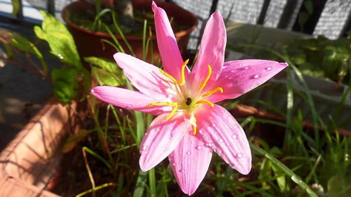 カリナタ、また2輪咲いた、1輪は8枚花弁。