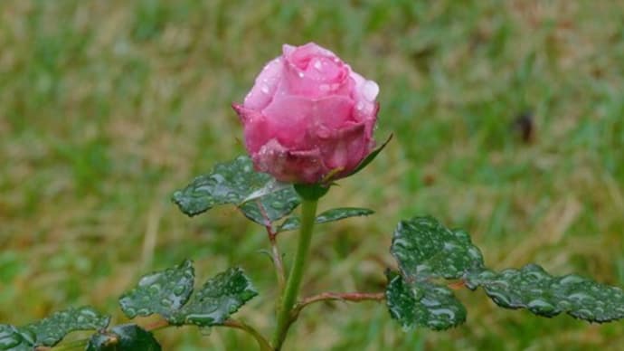 今年のバラの開花に胸は躍る
