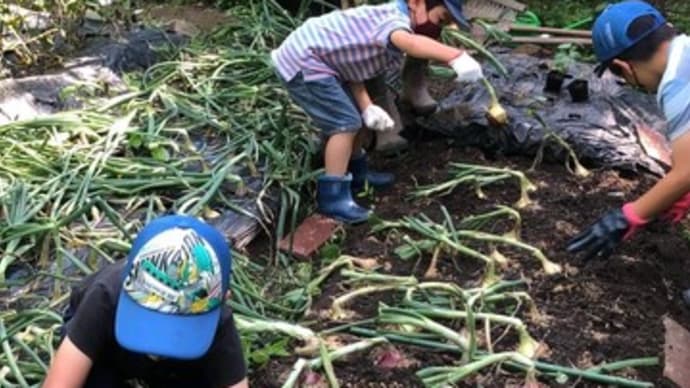 タマネギを手際よく・・・