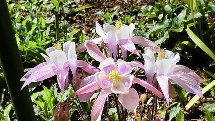 庭の花（3月-3）セイヨウオダマキ、オーニソガラム、カレンジュラ、他