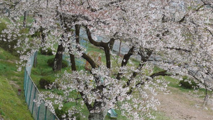 一関市東山町の桜・染井吉野散り始め　2023年4月12日（木）