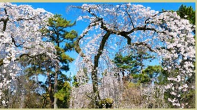 京都御苑　近衛邸跡の糸桜（パノラマ版）