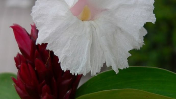 夏の花：福神草