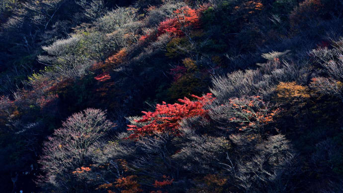 久住高原の旅　９　（沓掛山の紅葉その４）