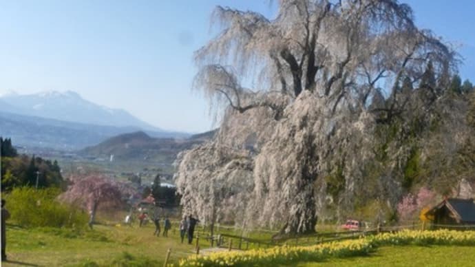 長野県高山村水中のしだれ桜