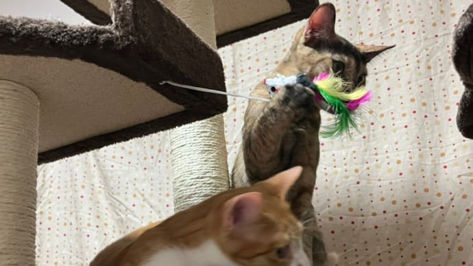 初めてのキャットタワーに大興奮