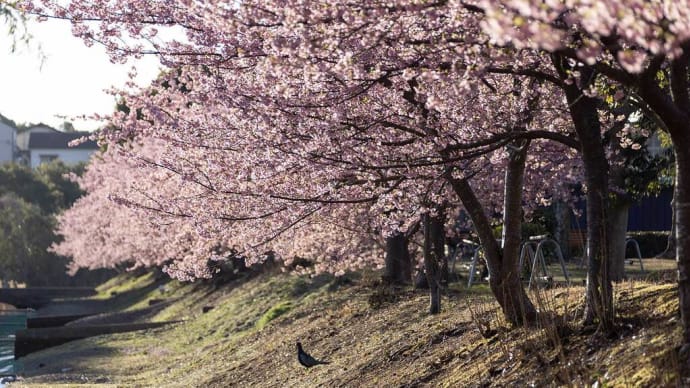 2025.3.7 晴れた日の河津桜(熊野市 山崎運動公園)