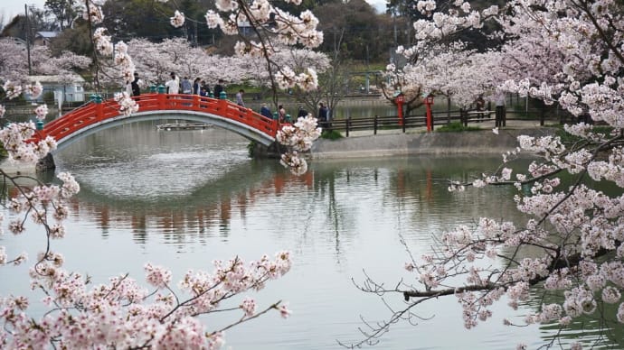 垣生公園を覆う満開の桜