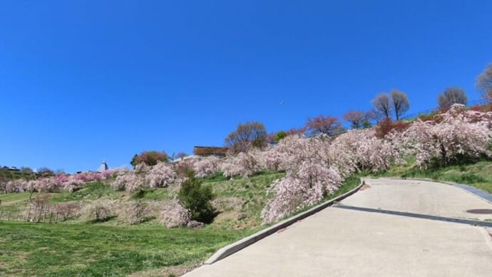 2024 飯綱山公園の桜　＆　ドッグランでキャット　ラン