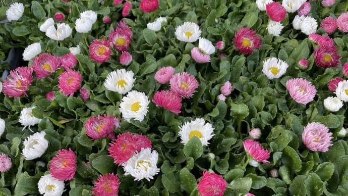 ホームセンターの花々!🌺(≧▽≦)