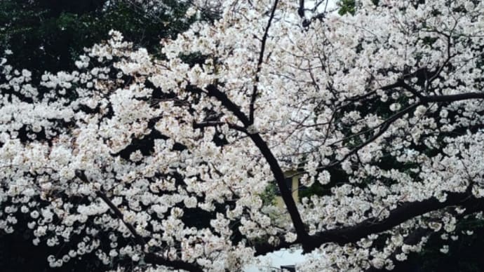 4月1日