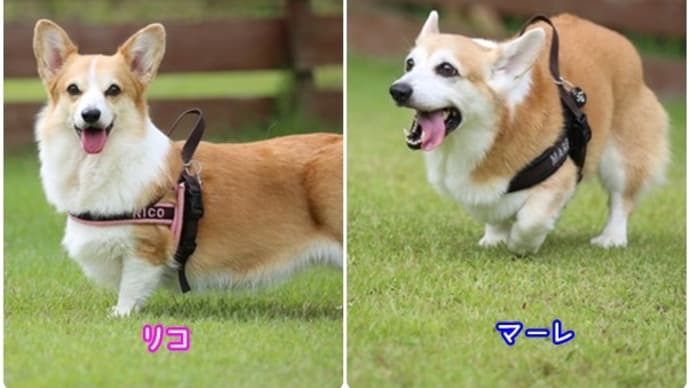 プール納め in 小笠原 ドッグランにて