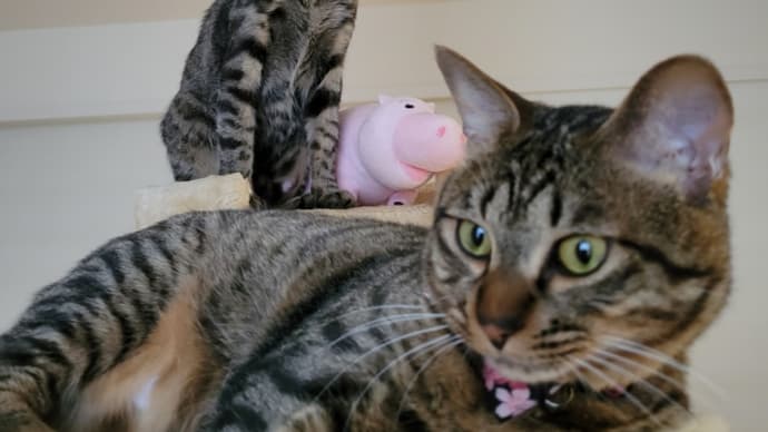 にゃんず🐈️