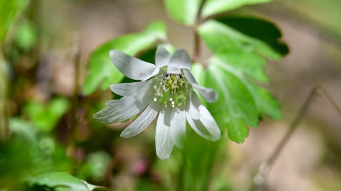 2020年3月 くじゅう方面 早春の花（2） ～ アズマイチゲは 白い妖精 