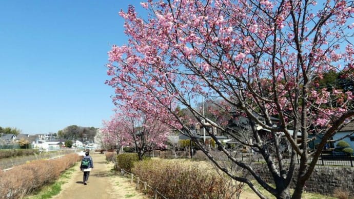 ・ 宮沢遊水地　陽光桜が見頃です　　（2022/03/24）