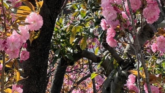 八重桜と南へ花ラン🏃♀️
