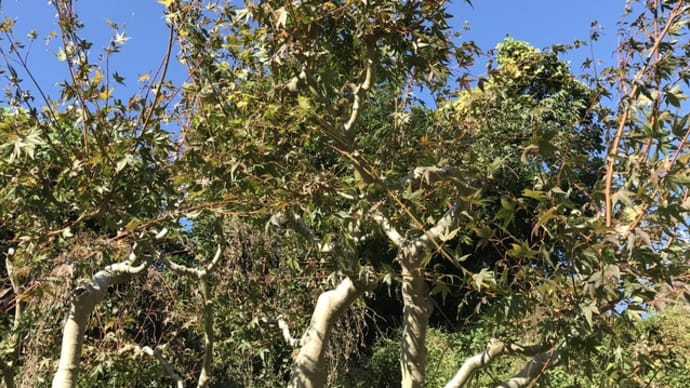 庭の植木の剪定を始めました。
