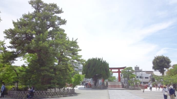 巨木探訪・鶴岡八幡宮のマキ