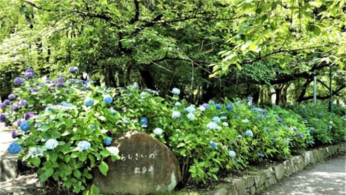 鶴舞公園 「あじさいの散歩道」