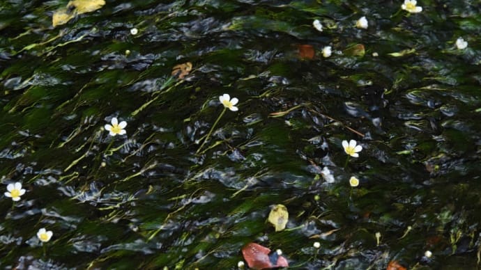 高原の花写ん歩:バイカモ他
