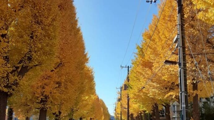 秋も深まってきました