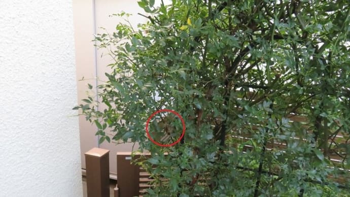 セグロアシナガバチ(営巣)(富山市)