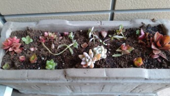 多肉植物up始めます。まずは様子色々から