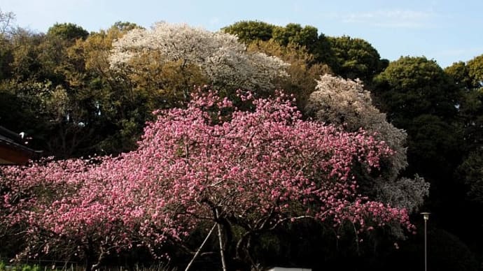 舞岡公園~里の春景色