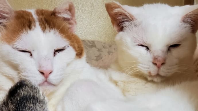 地域猫活動 明るい報せ