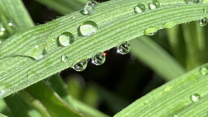 雨上がりの景色・ブログサービス終了のお知らせあり