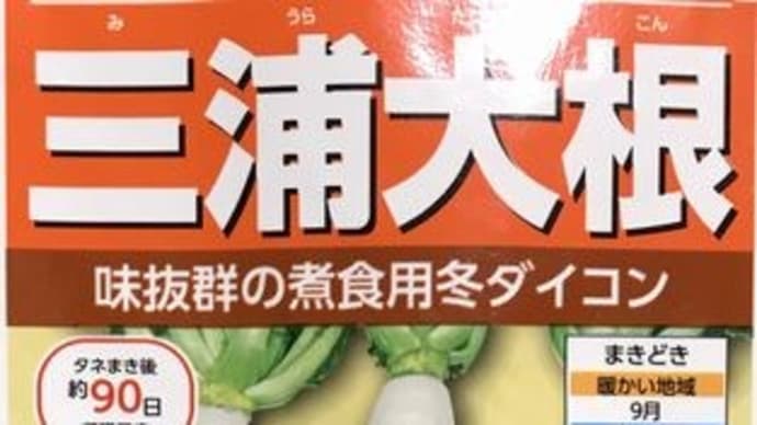 だいこんの様子