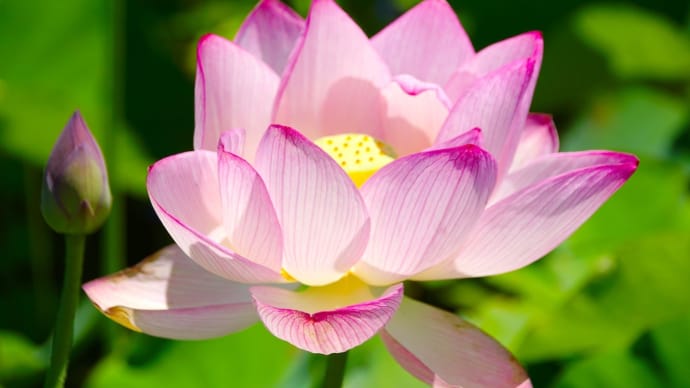 花咲く蓮
