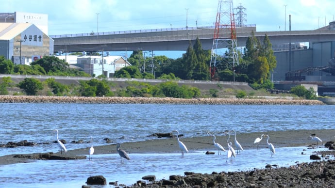 矢倉緑地で ・・・ 8月28日 キアシシギなど