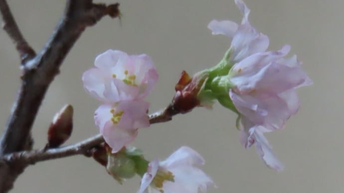 桜の花