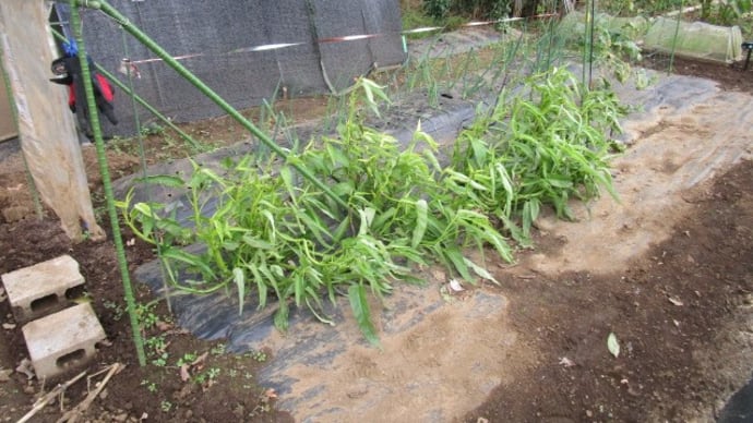 11月12日・豆類定植準備!
