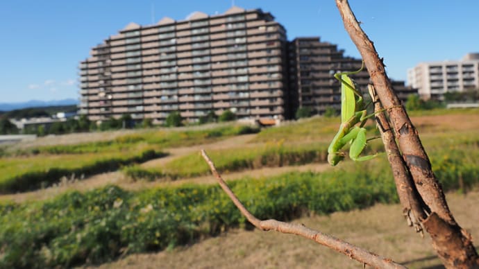 昆虫撮影を楽しんだ15年 その7
