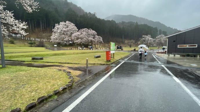 岐阜県本巣市に「薄墨桜」を見に行って来ました。。