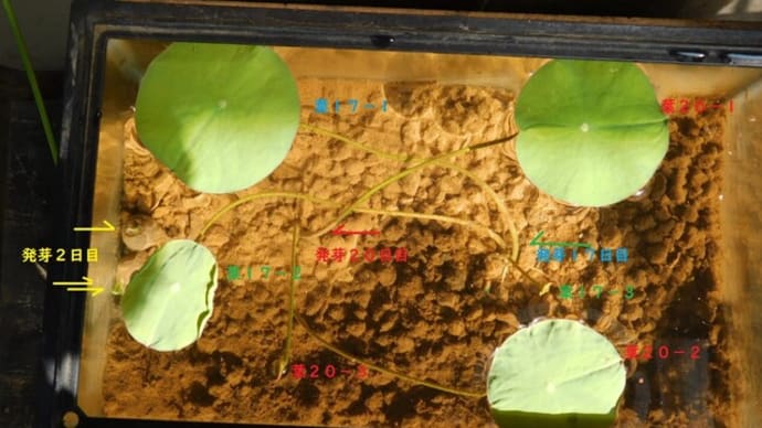 ハスを発芽させてみた その5 泡を出す3枚目の葉 根も出て順調