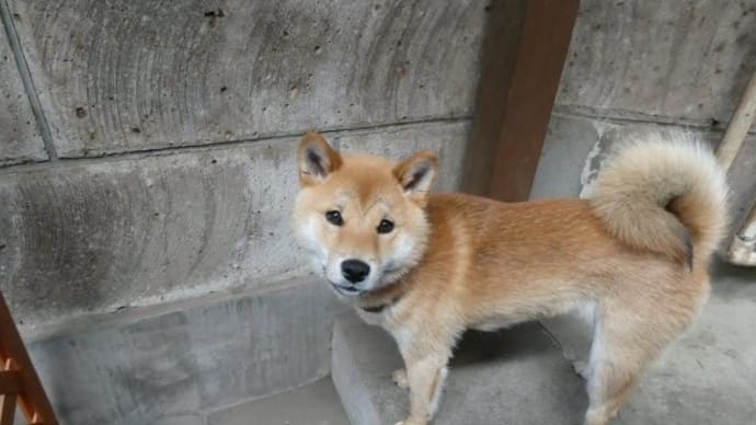 犬シャンデビュー ☆彡