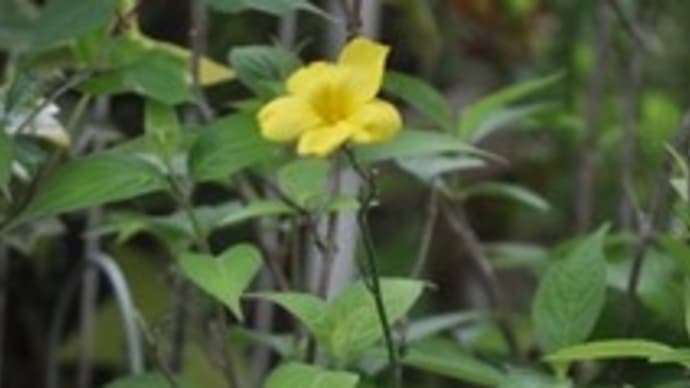 山野草・・・アマ(亜麻)の花