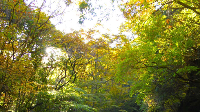 暁染む滝、山の秋