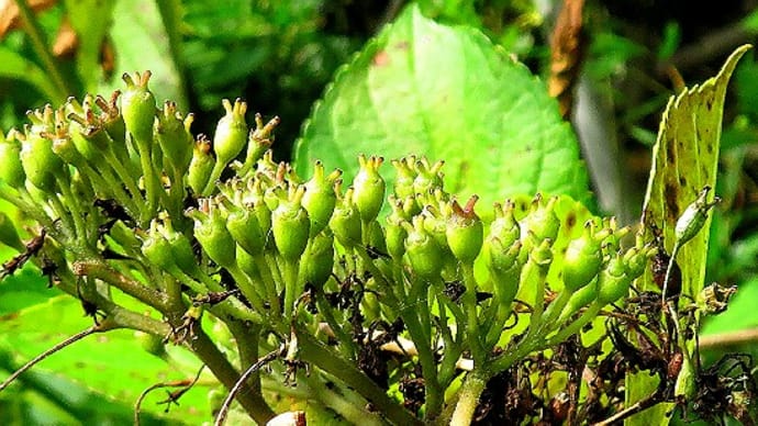 未熟な実,　ガクアジサイには実がなる、その他緑色の実。