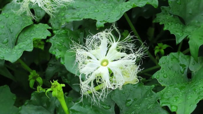掃溜菊（ハキダメギク）：この残念な花の名は、誰のせい？