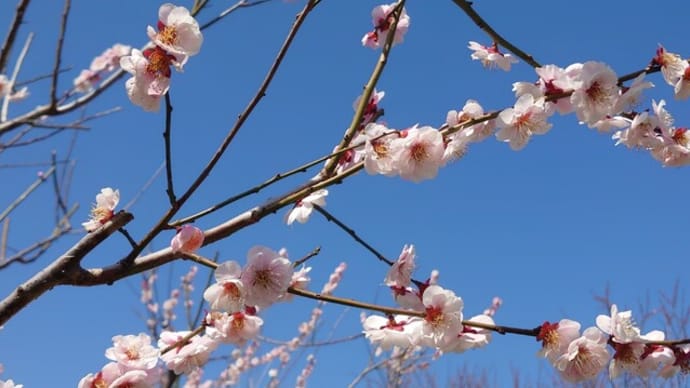3/15(水)甘楽公園の朝ン歩〜🎵いい日旅立ち🎵🍚僕ン家のごはん(3/1〜3/10)🍚