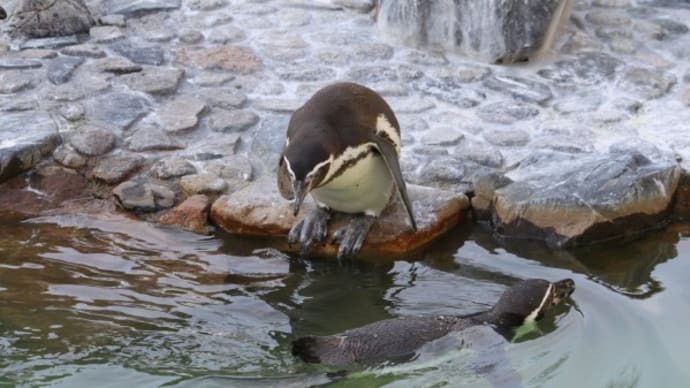 なつかしのペンギン風景 京都市動物園3