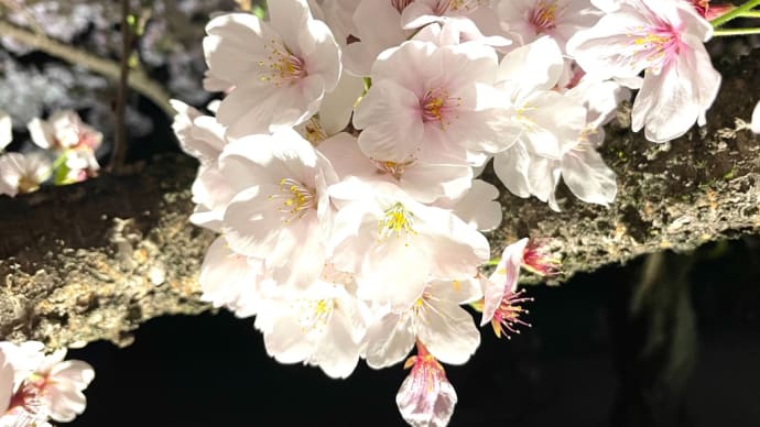 桜の開花予想🌸