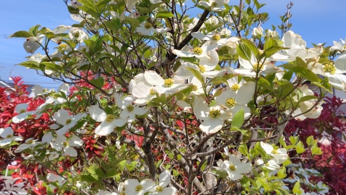ハナミズキの花が咲いていた