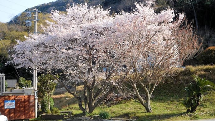 朝活 薬王寺の1