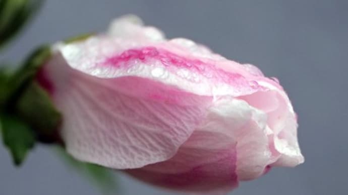 直ぐ近くの公園でムクゲの花